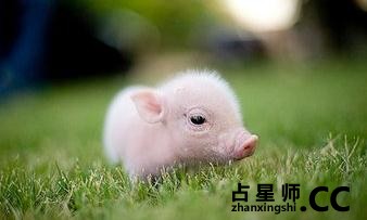 十二生肖养小动物有哪些禁忌?