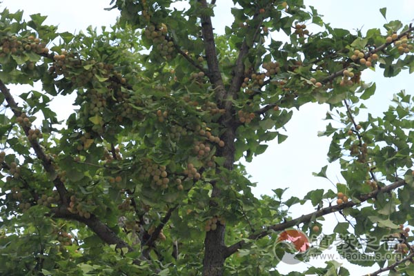 走进中朝边境城市，探寻新时期的辽宁道教