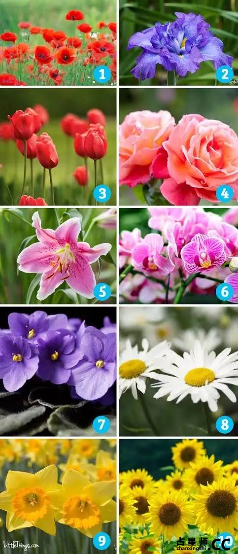 测试:挑一朵花揭露最真实的你!