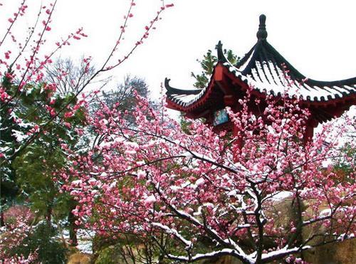 隐仙庵,2：原来是它们 让文人墨客争相吟咏