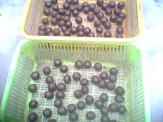 图解教你做蜜丸 再也不怕吃中药