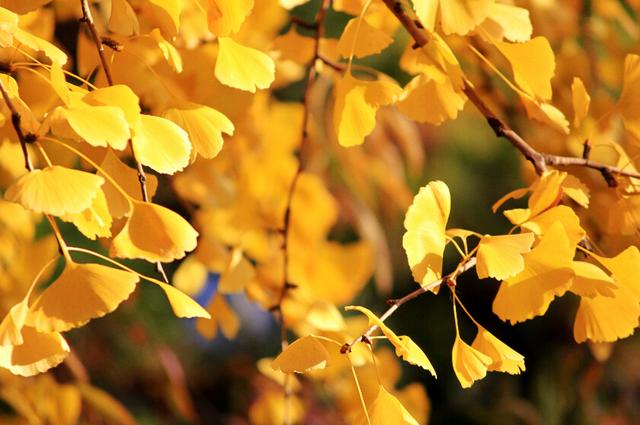 霜降时节需防肠胃心脑血管病