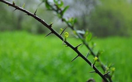 【弘道读经会】剪碍道之荆榛 病愈除魔障 