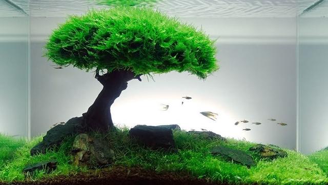 从人的发质判断肾健康与否