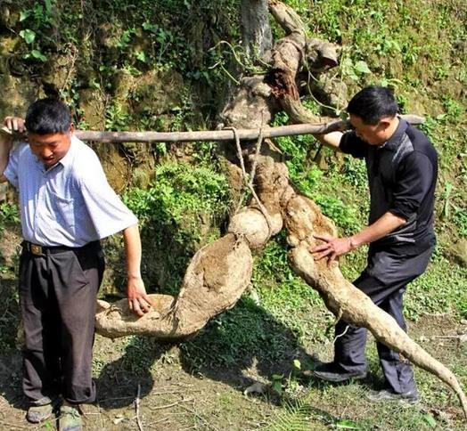 人形葛根天价被收，让我想起千年何首乌的故事