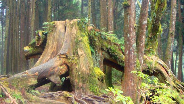 人形葛根天价被收，让我想起千年何首乌的故事