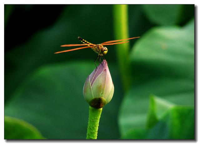 《道德经与人生》丨壶丘子林 神思平和而内心安宁