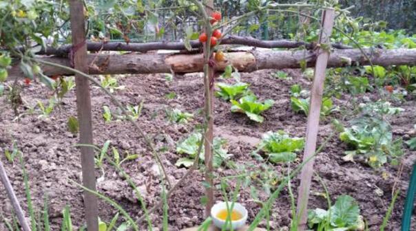 为饮最宜精行俭德之人 一杯茶喝出道德人心