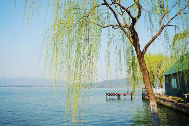 杨柳：春风细雨里 柔胜刚强