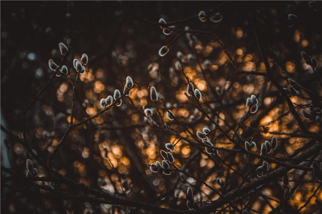 四库全书总纂官，也有一颗观弈梦蝶的道心