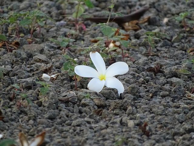 当代高道李果真：所谓修行，踏实就好