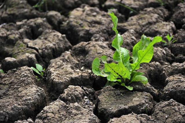 丹道修真崎岖路，似曾相识《驻云飞》,4