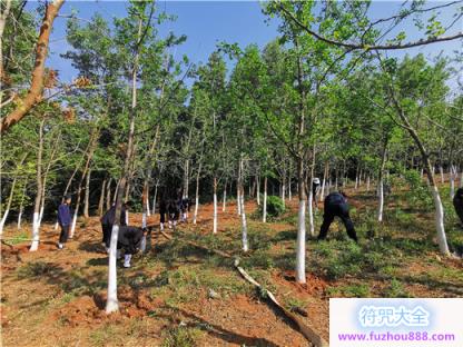 云南省道教协会联合黑龙潭公园开展护林活动