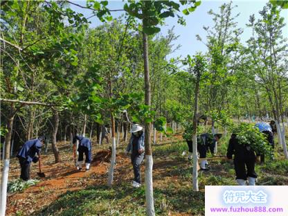 云南省道教协会联合黑龙潭公园开展护林活动