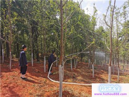 云南省道教协会联合黑龙潭公园开展护林活动