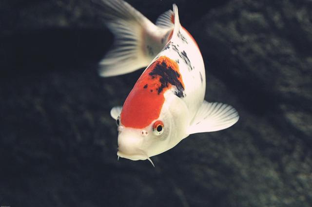 发号施令 役使鬼神：试论道教法印的源流变革,下