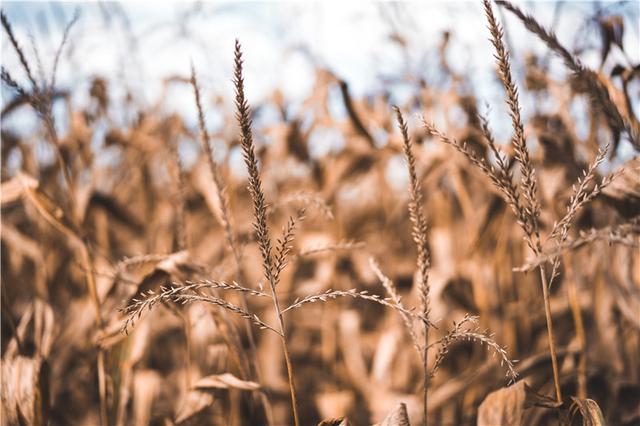 刘一明祖师传丨修造著述功圆满之年已耄耋犹不歇