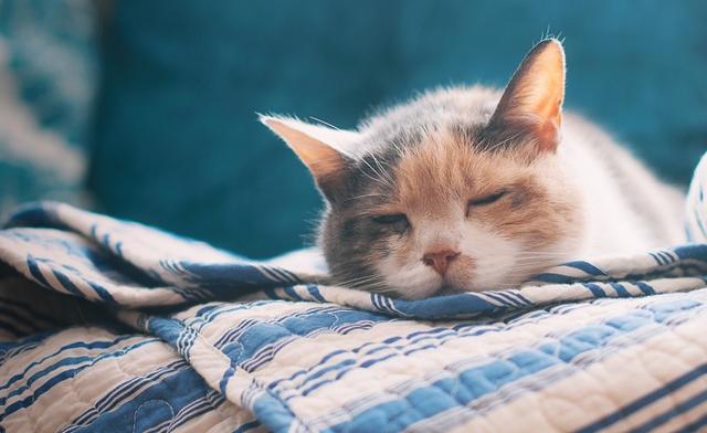 仙道贵生：道教对待生命的态度