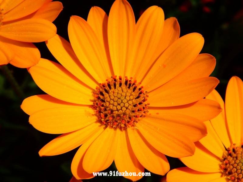 生日测算之金盏花