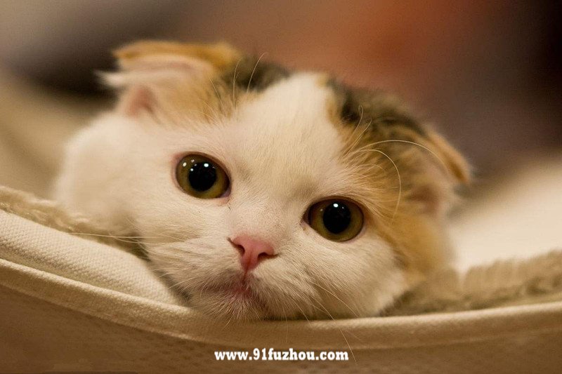 十二生肖中为什么没有猫？