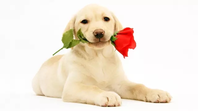 生肖属狗人的属相性格