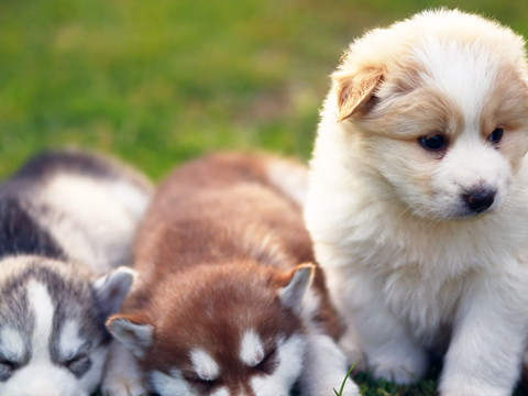 2026年8月份哪些生肖最容易招小人