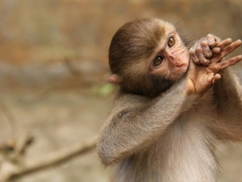 2026年8月份一直顺的生肖