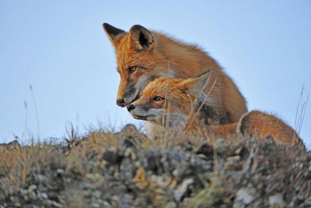 大明张天师评传丨张宇初：张宇初天师逸闻一则,上