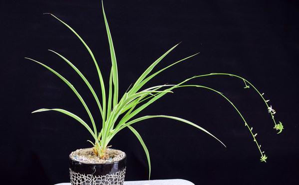 大明张天师评传丨张宇初:张宇初天师逸闻一则,下