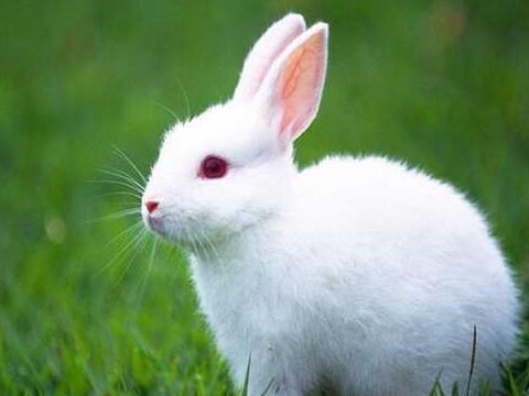 2026年10月属兔人什么运最好