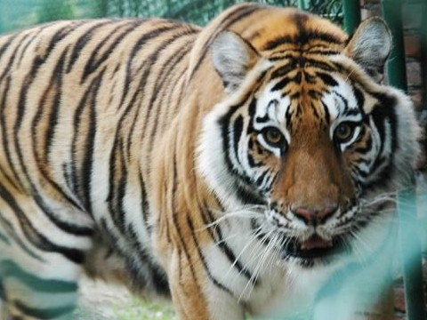 2026年10月属虎人什么运最好