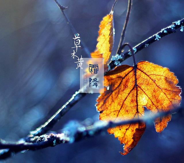 道医养生笔记丨柿叶翻红霜景秋：霜降时节说敛降