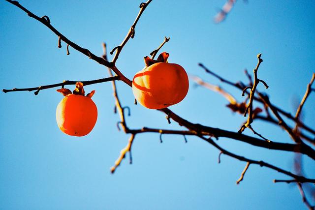 道医养生笔记丨柿叶翻红霜景秋：霜降时节说敛降