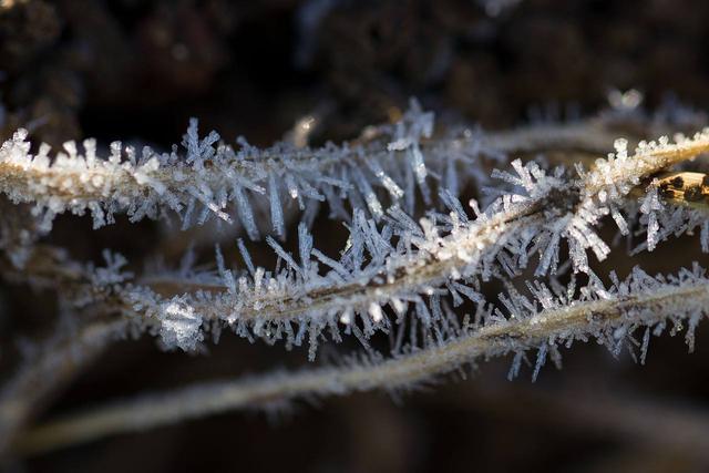 道医养生笔记丨柿叶翻红霜景秋：霜降时节说敛降