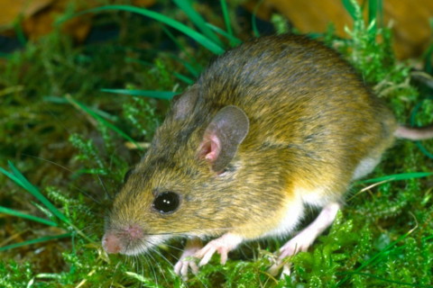 2026年12月生肖鼠运势运程