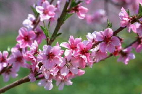 男人手相桃花运很好的特征