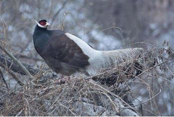 大雪：飞琼起舞，孤寒净美
