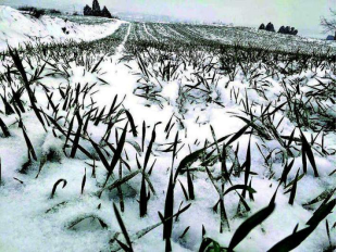 大雪：飞琼起舞，孤寒净美