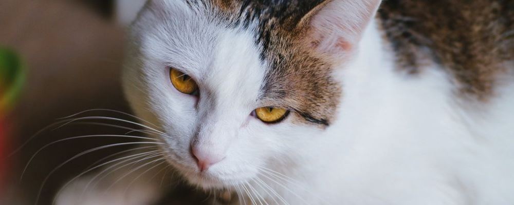 怎样喂食没牙的小猫咪？