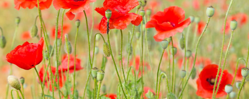 主张：外出旅行社的奇妙挑选