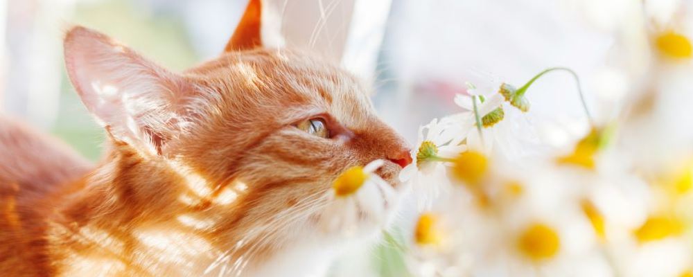 宠物春季保健四步曲