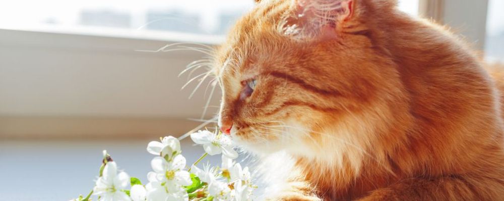 喂食宠物需求留意的关键问题