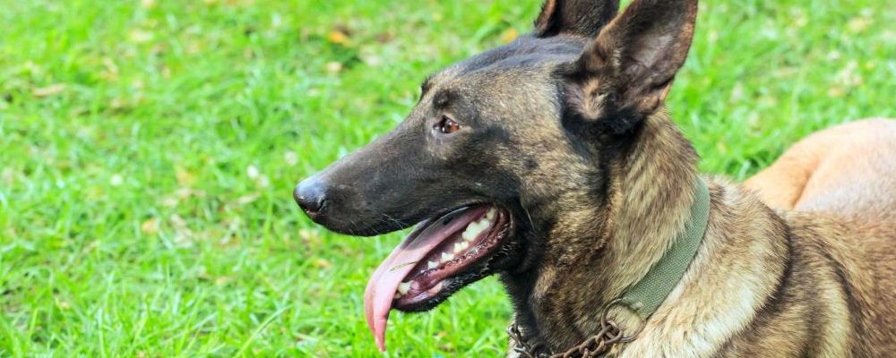 宠物的眼睛应该怎么保养?