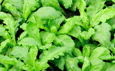 粗粮能够防备多种癌症