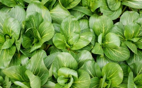 时鲜蔬菜也不是都那么好说话的