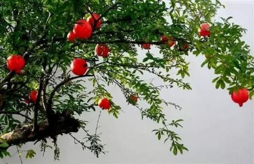 什么命最旺石榴木命