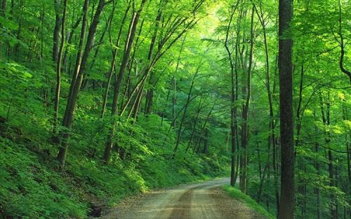 平地木命和什么命相克