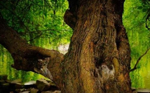 桑柘木命的人合适佩带什么首饰