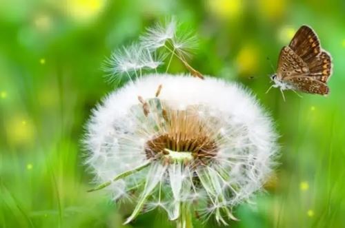 专旺格是上等格式吗