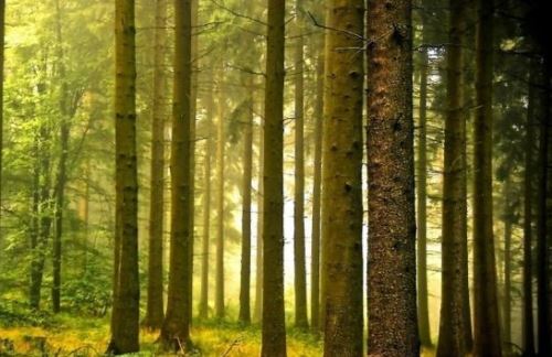 五行喜木怎样取姓名